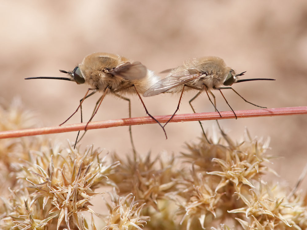 Bombyliinae